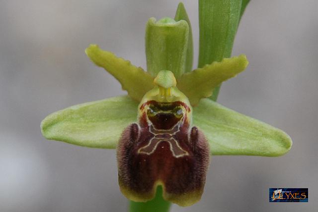 ophrys sphegodes.JPG